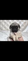 Jimi, a male Pug for sale in Scheller, IL – 2 of 5