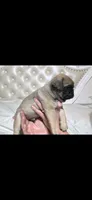 Jimi, a male Pug for sale in Scheller, IL – 3 of 5