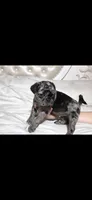 Axl, a male Pug for sale in Scheller, IL – 4 of 5
