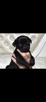 Zoey, a female Pug for sale in Scheller, IL – 3 of 4