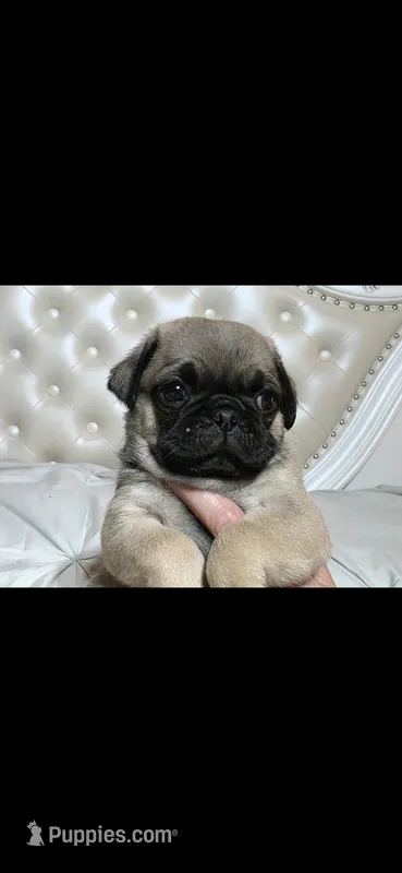 Jimi – Pug puppy for sale in Scheller, IL
