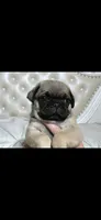 Jimi, a male Pug for sale in Scheller, IL – 1 of 5