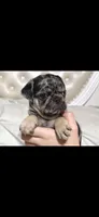 Eddie, a male Pug for sale in Scheller, IL – 6 of 6