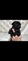 Ozzy , a male Pug for sale in Scheller, IL – 4 of 4