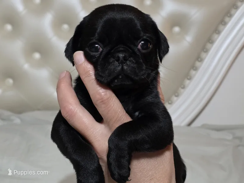 Zoey – Pug puppy for sale in Scheller, IL