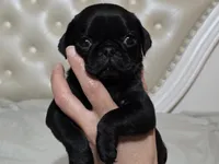 Zoey, a female Pug for sale in Scheller, IL – 1 of 4