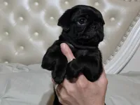 Ozzy , a male Pug for sale in Scheller, IL – 1 of 4