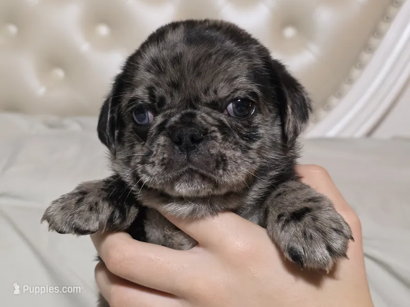 Slash – Pug puppy for sale in Scheller, IL