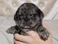 Slash, a male Pug for sale in Scheller, IL – 1 of 6