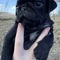 Norbit, a male Pug for sale in Scheller, IL – Photo 6 of 6