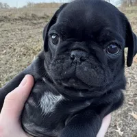 Norbit, a male Pug for sale in Scheller, IL – Photo 2 of 6