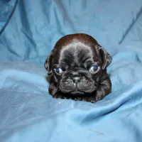 Norbit, a male Pug for sale in Scheller, IL – Photo 3 of 6