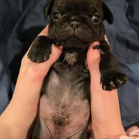 Norbit, a male Pug for sale in Scheller, IL – Photo 5 of 6