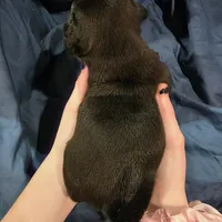 Norbit, a male Pug for sale in Scheller, IL – Photo 4 of 6