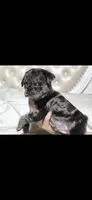 Slash, a male Pug for sale in Scheller, IL – 3 of 6