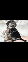 Eddie, a male Pug for sale in Scheller, IL – 2 of 6