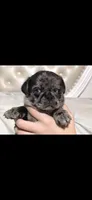Slash, a male Pug for sale in Scheller, IL – 5 of 6