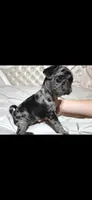 Axl, a male Pug for sale in Scheller, IL – 2 of 5