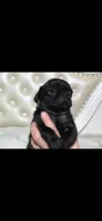 Ozzy , a male Pug for sale in Scheller, IL – 2 of 4
