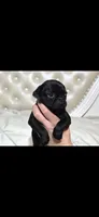 Zoey, a female Pug for sale in Scheller, IL – 2 of 4