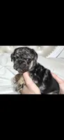 Eddie, a male Pug for sale in Scheller, IL – 4 of 6