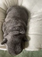 Coral AKC Blue French Bulldog, a female French Bulldog for sale in Pensacola, FL – 5 of 6