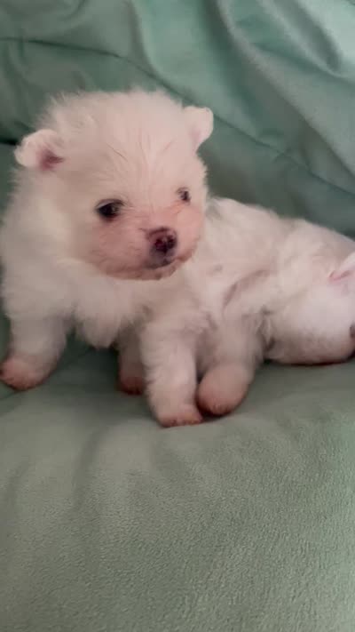 Lillie AKC Tiny Ice White Female, a female Pomeranian for sale in Pensacola, FL – 3 of 3