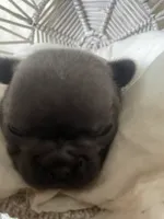 Coral AKC Blue French Bulldog, a female French Bulldog for sale in Pensacola, FL – 2 of 6
