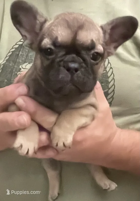 AKC Chanel – French Bulldog puppy for sale in Pensacola, FL