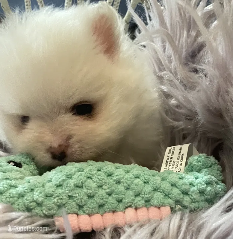 Lillie AKC Tiny Ice White Female – Pomeranian puppy for sale in Pensacola, FL