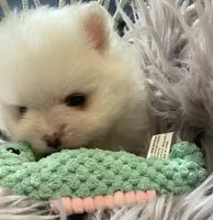 Lillie AKC Teacup Ice White Female, a female Pomeranian for sale in Pensacola, FL – 8 of 10