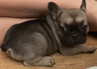 AKC Chanel, a female French Bulldog for sale in Pensacola, FL – 2 of 2