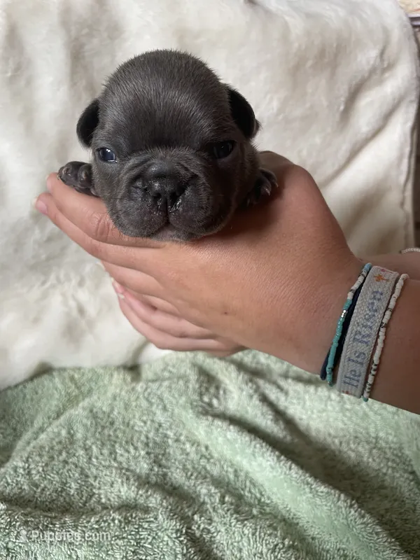 Reef AKC Blue French Bulldog – French Bulldog puppy for sale in Pensacola, FL