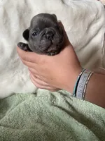 Reef AKC Blue French Bulldog, a male French Bulldog for sale in Pensacola, FL – 6 of 6