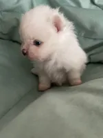 Lillie AKC Tiny Ice White Female, a female Pomeranian for sale in Pensacola, FL – 2 of 3