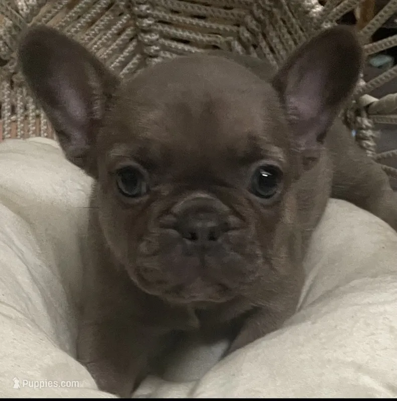 AKC Misty RARE BLUE EYES- Lilac and Tan – French Bulldog puppy for sale in Pensacola, FL
