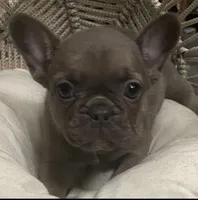 AKC Misty RARE BLUE EYES- Lilac and Tan, a female French Bulldog for sale in Pensacola, FL – 1 of 1