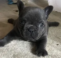 AKC Coral-Gorgeous Blue Female Frenchie, a female French Bulldog for sale in Pensacola, FL – 7 of 7