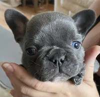 Reef AKC Blue French Bulldog, a male French Bulldog for sale in Pensacola, FL – 4 of 10