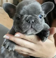 Reef AKC Blue French Bulldog, a male French Bulldog for sale in Pensacola, FL – 2 of 10