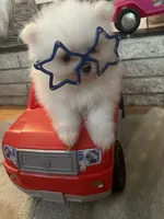 Louie AKC Tiny ICE WHITE MALE, a male Pomeranian for sale in Pensacola, FL – 2 of 9