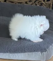 Lillie AKC Teacup Ice White Female, a female Pomeranian for sale in Pensacola, FL – 4 of 10