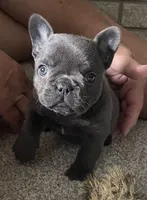 AKC Coral-Gorgeous Blue Female Frenchie, a female French Bulldog for sale in Pensacola, FL – 3 of 7