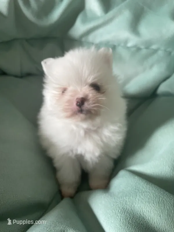 Lillie AKC Tiny Ice White Female – Pomeranian puppy for sale in Pensacola, FL