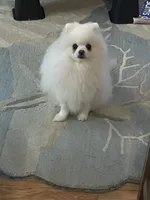 AKC ICE WHITE MALE “Louie”, a male Pomeranian for sale in Pensacola, FL – 3 of 3