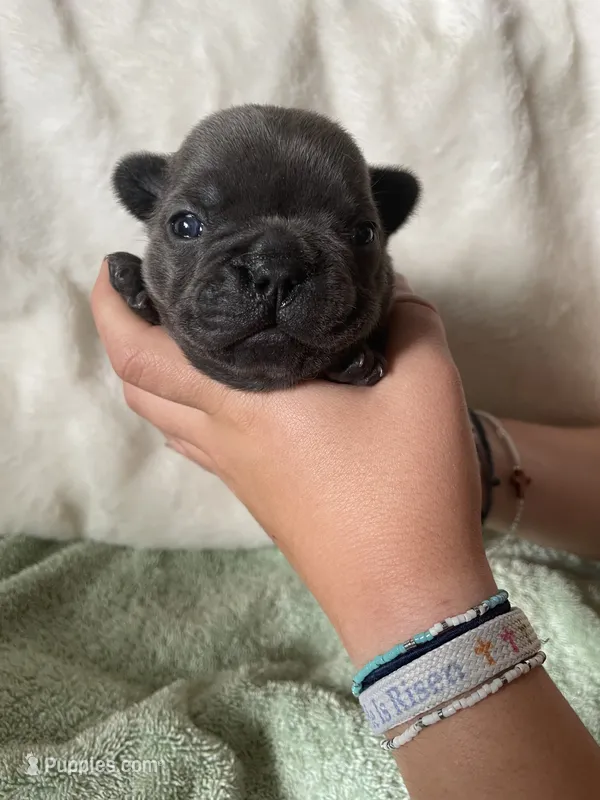 Coral AKC Blue French Bulldog – French Bulldog puppy for sale in Pensacola, FL