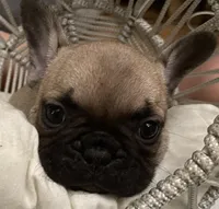 AKC Rocco , a male French Bulldog for sale in Pensacola, FL – 2 of 2