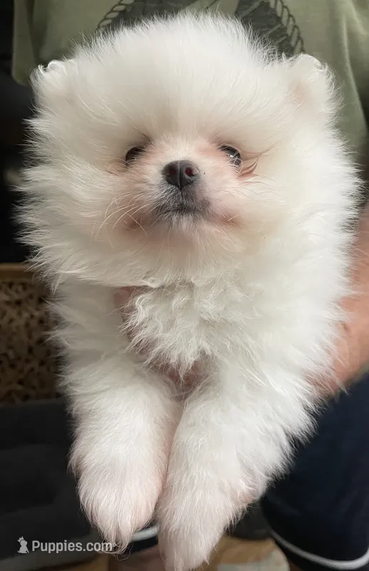 Louie AKC ICE WHITE MALE – Pomeranian puppy for sale in Pensacola, FL
