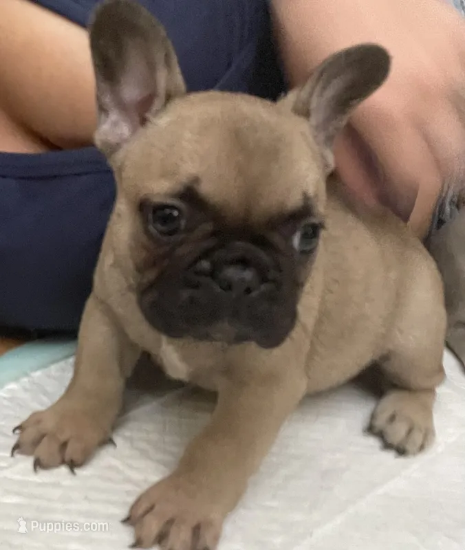 AKC Rocco  – French Bulldog puppy for sale in Pensacola, FL