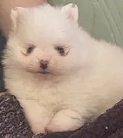 Lillie AKC Teacup Ice White Female, a female Pomeranian for sale in Pensacola, FL – 7 of 10